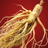 Asian Ginseng